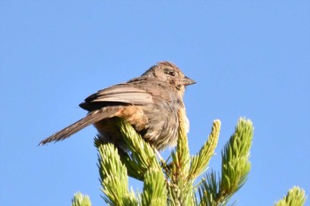 Canyon Towhee mexico Tue, 8/31/2021