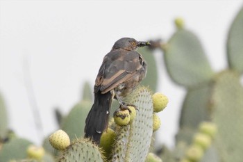 Curve-billed Thrasher mexico Tue, 8/31/2021