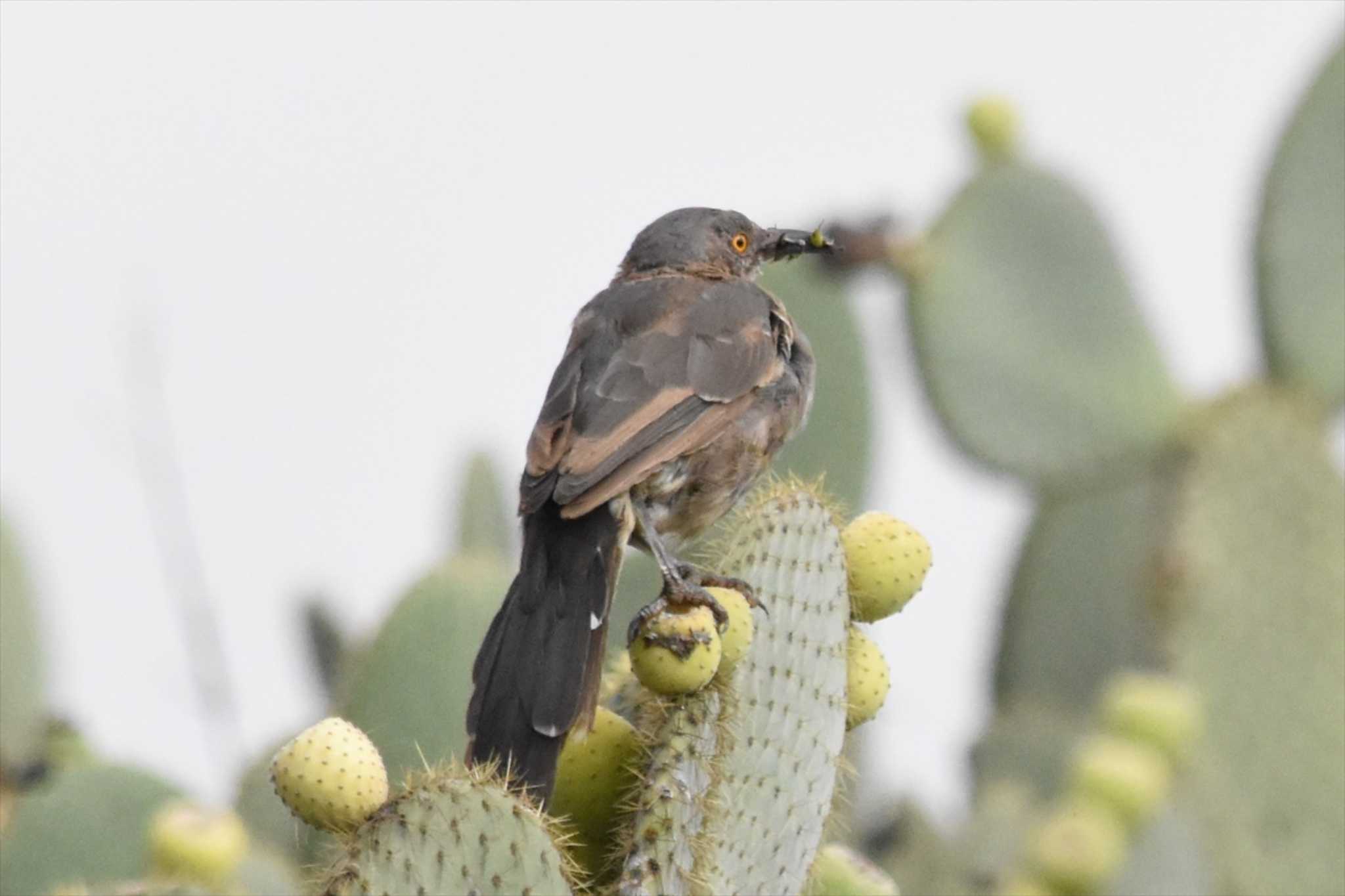 mexico マルハシツグミモドキの写真 by ヨシテル