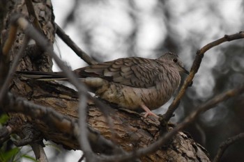 Inca Dove mexico Tue, 8/31/2021