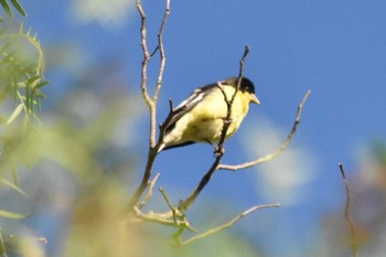 Lesser Goldfinch mexico Tue, 8/31/2021