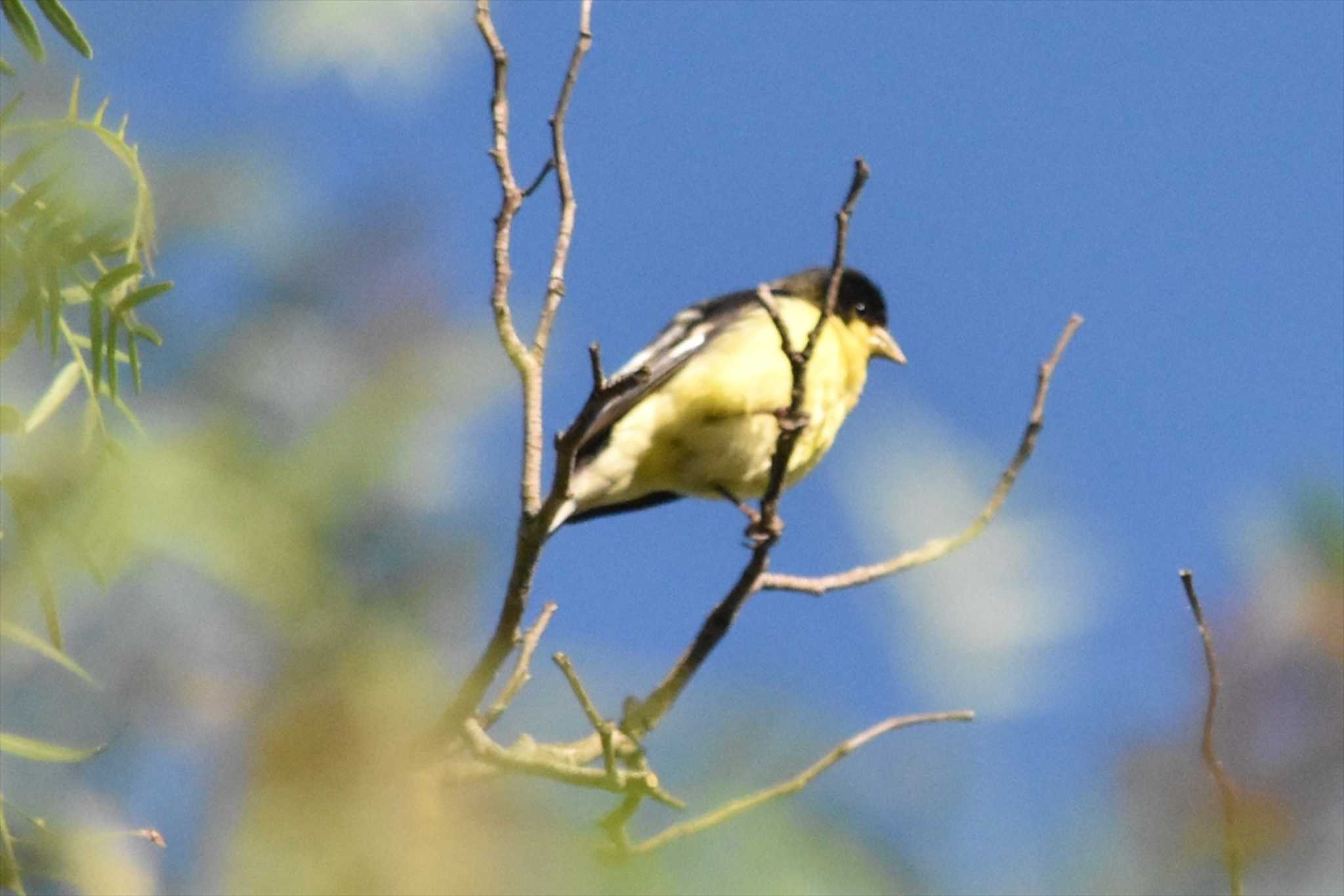 Photo of Lesser Goldfinch at mexico by ヨシテル