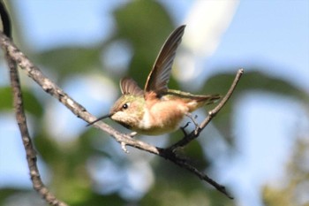 Lucifer Sheartail mexico Tue, 8/31/2021