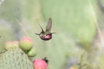 アカヒゲハチドリ