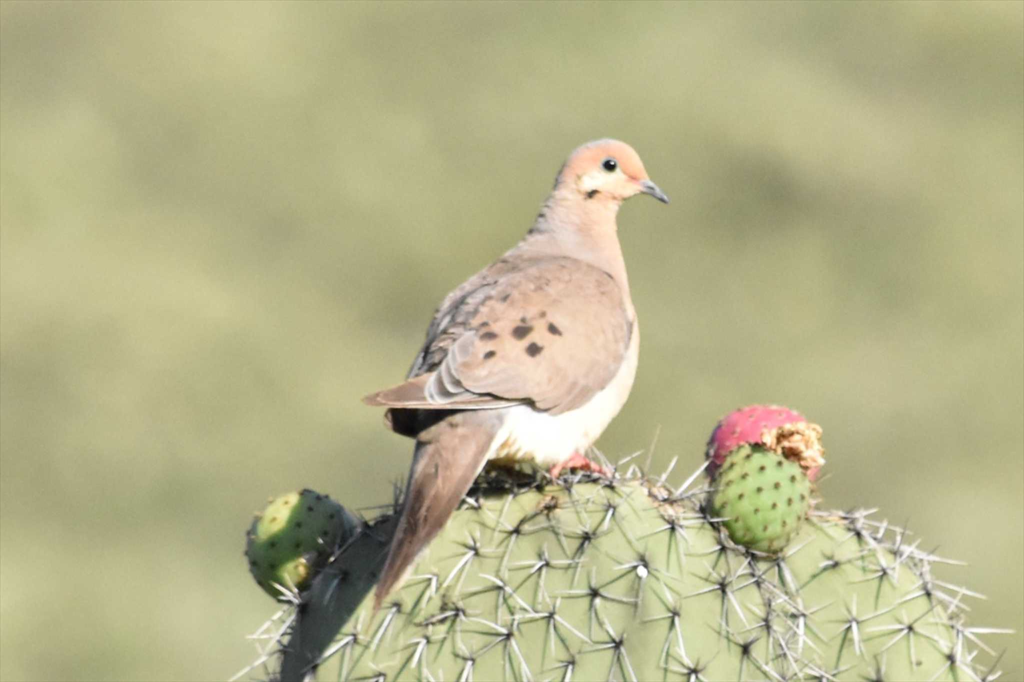 mexico ナゲキバトの写真 by ヨシテル