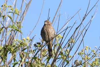 House Finch mexico Tue, 8/31/2021