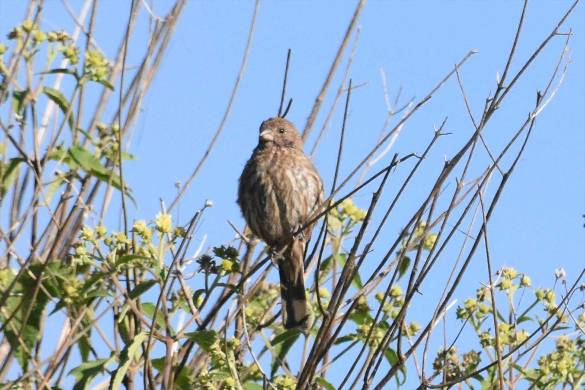 Photo of House Finch at mexico by ヨシテル