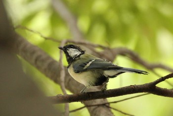 Japanese Tit Osaka castle park Wed, 9/1/2021