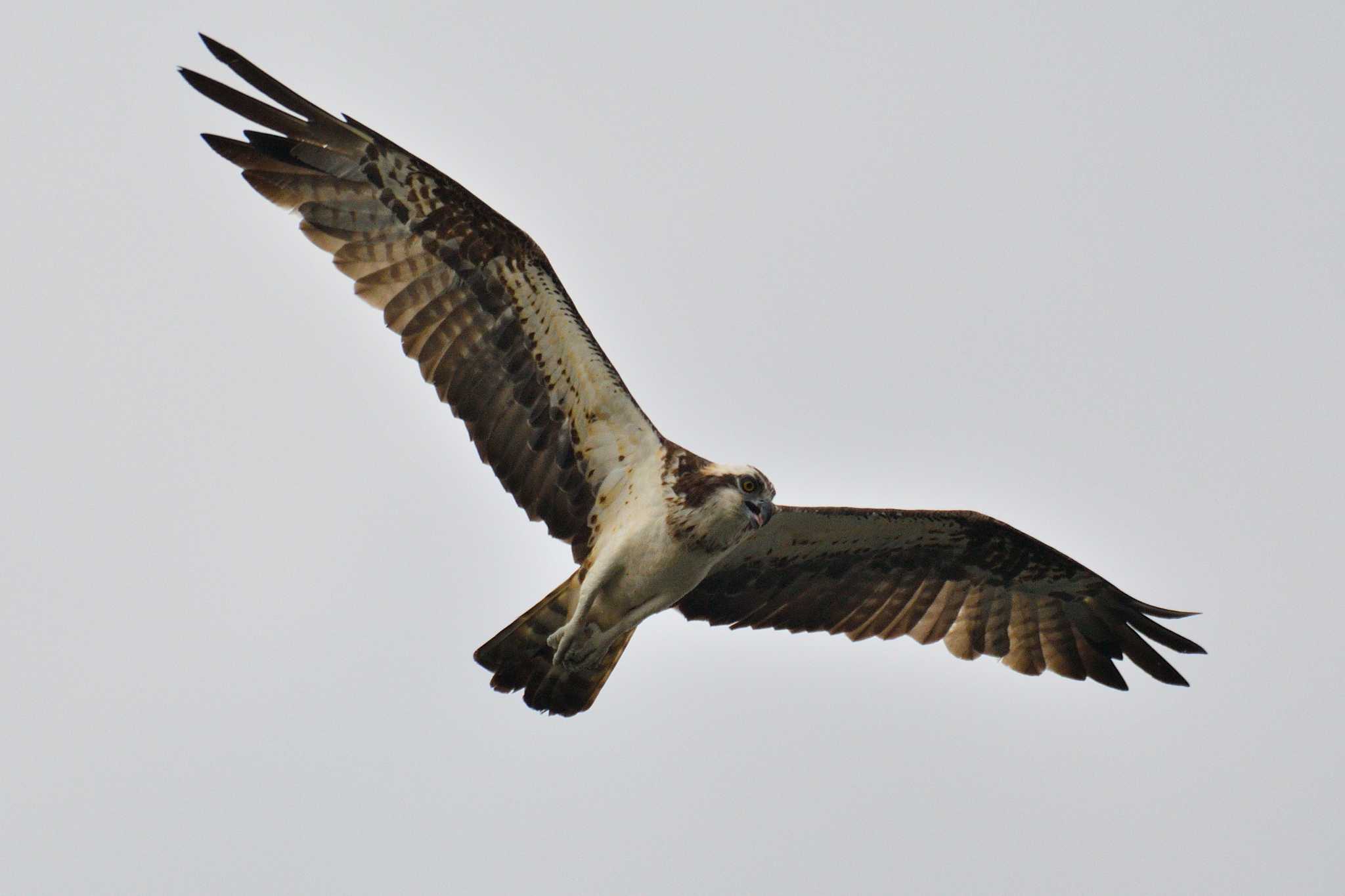 Osprey