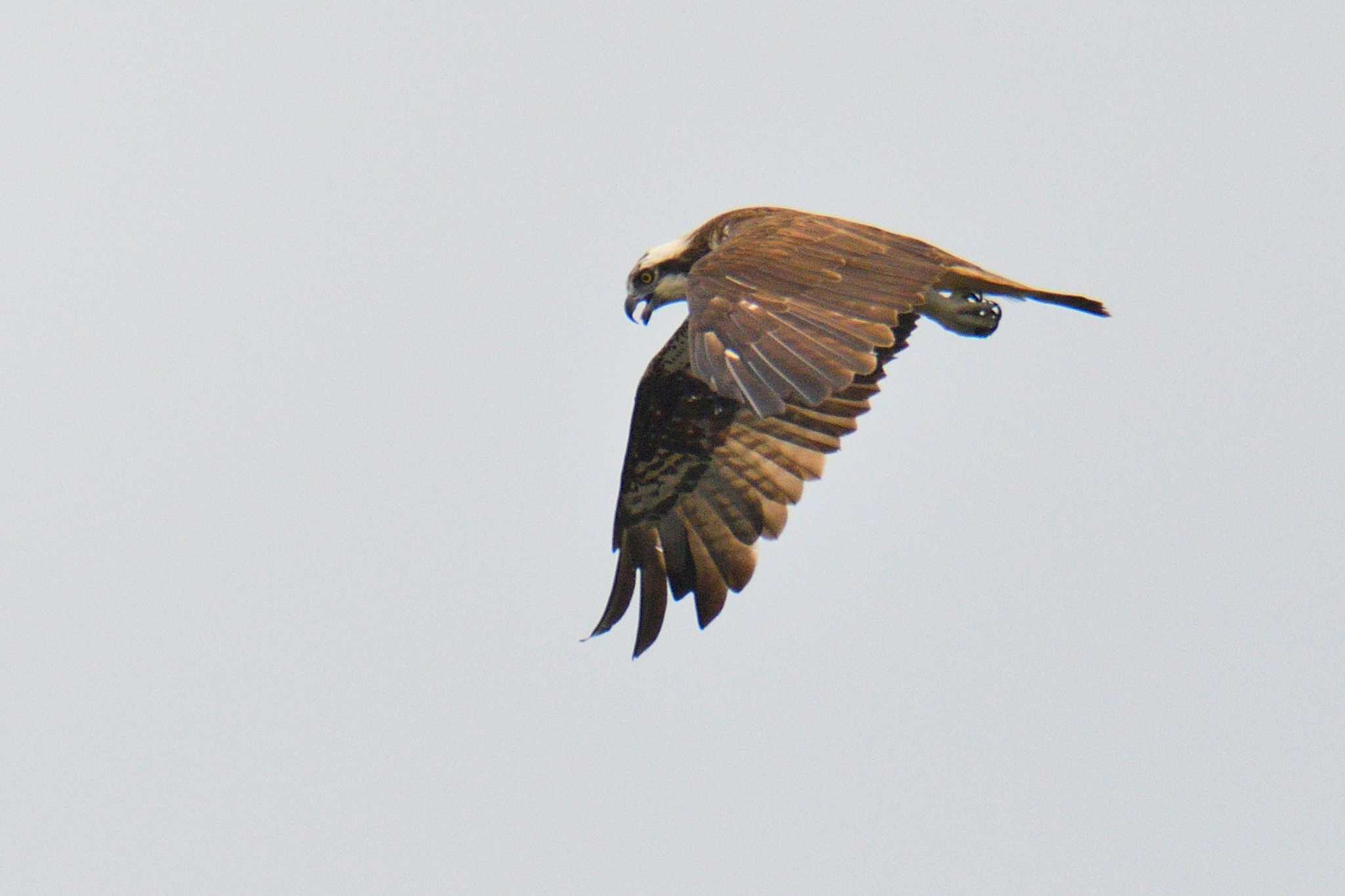 Photo of Osprey at 尾張旭市 by よつくん