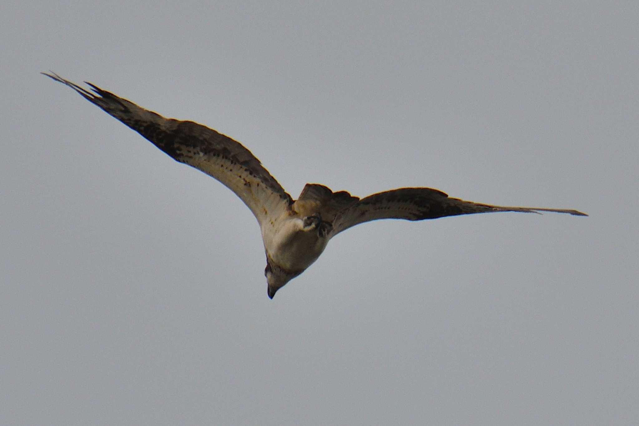 Photo of Osprey at 尾張旭市 by よつくん