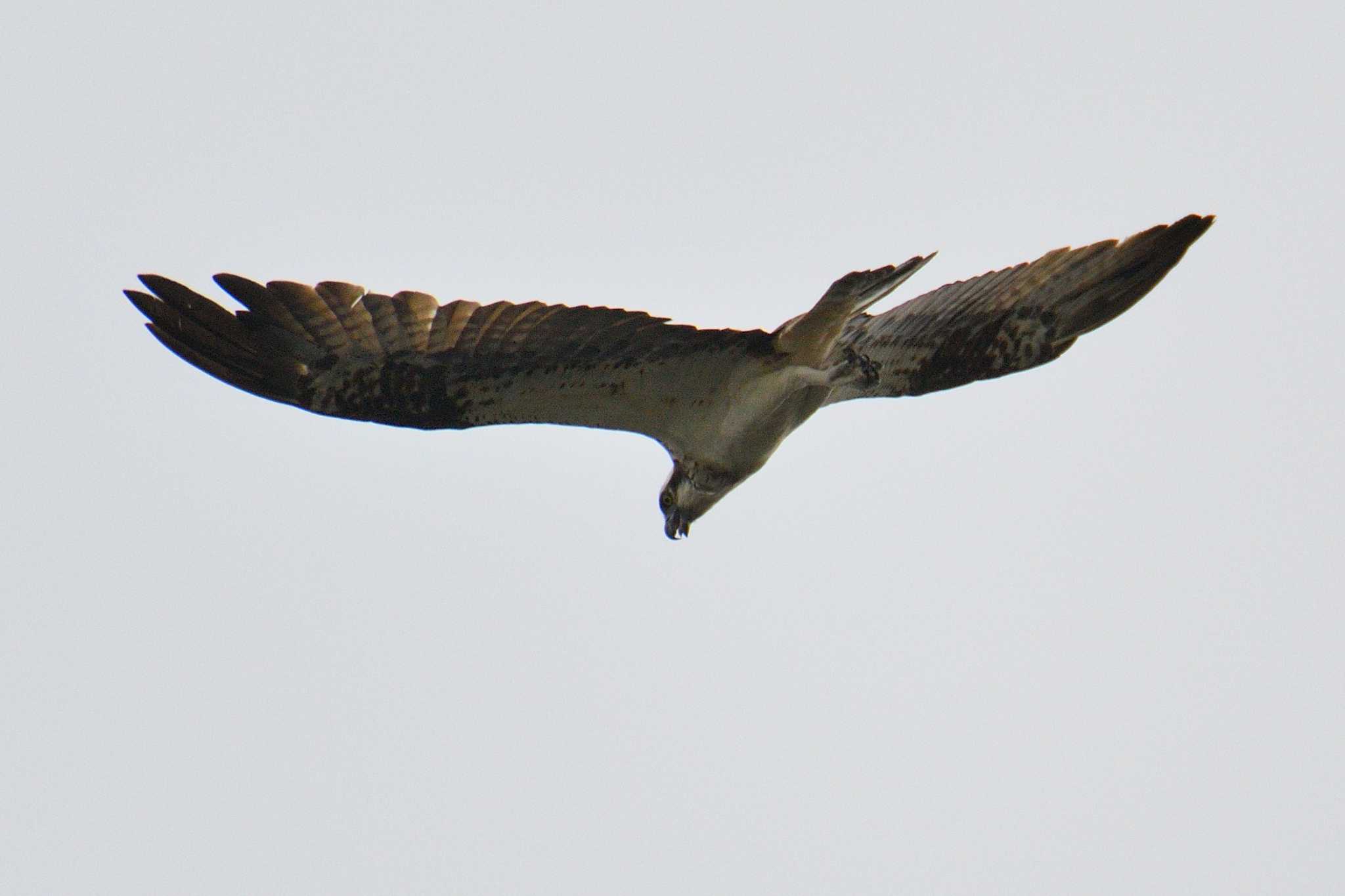 Photo of Osprey at 尾張旭市 by よつくん