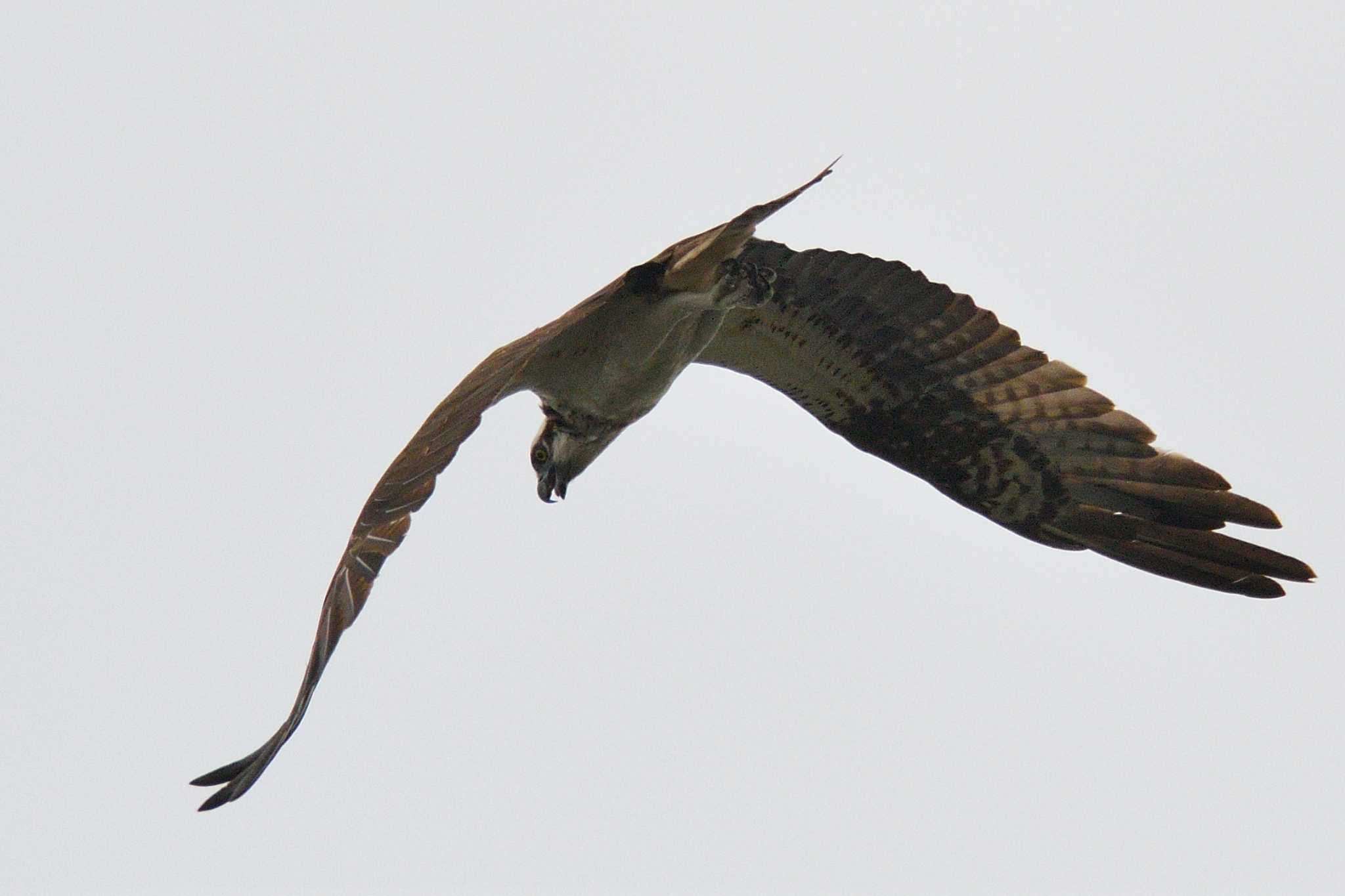 Photo of Osprey at 尾張旭市 by よつくん