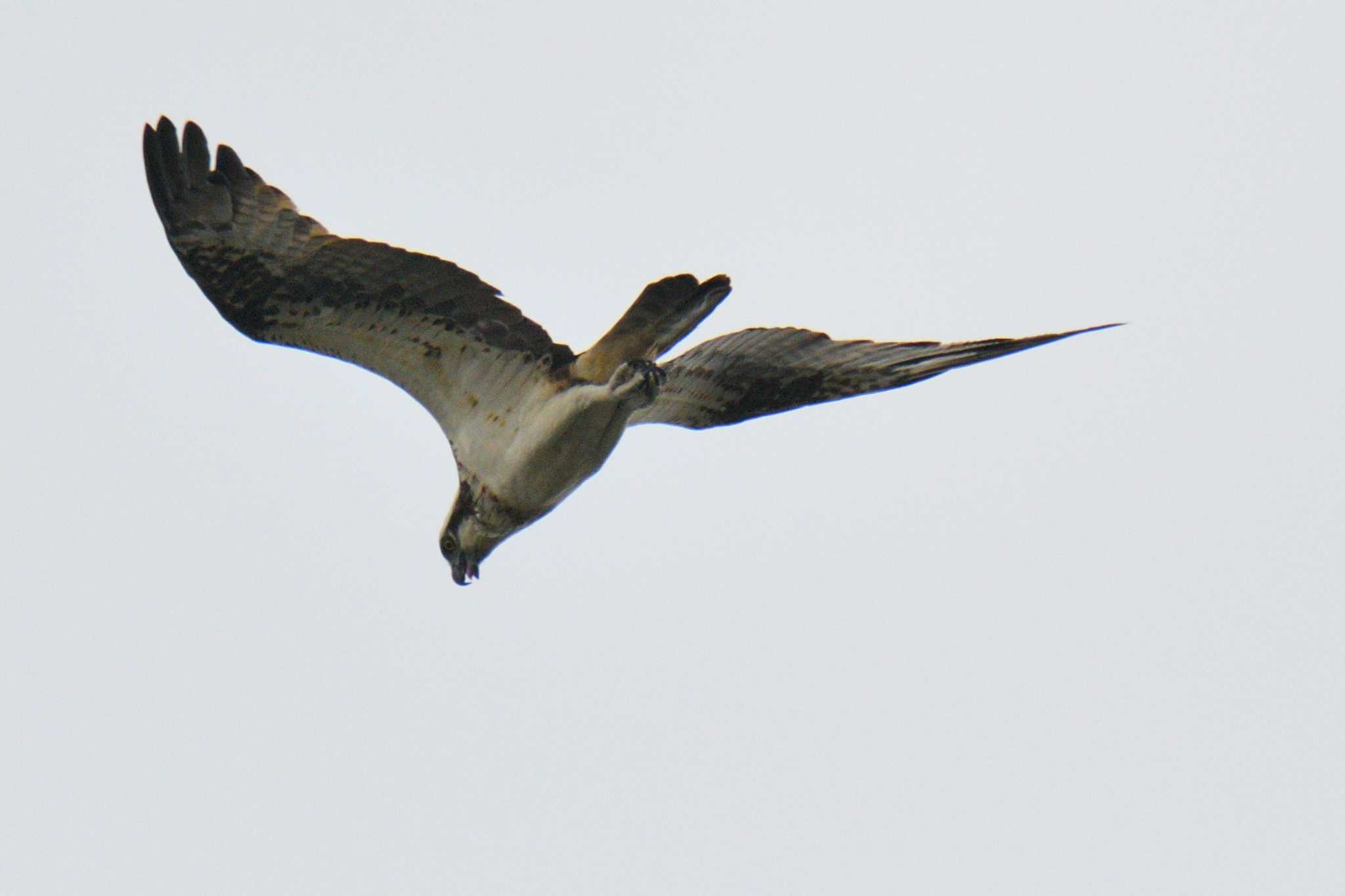Photo of Osprey at 尾張旭市 by よつくん