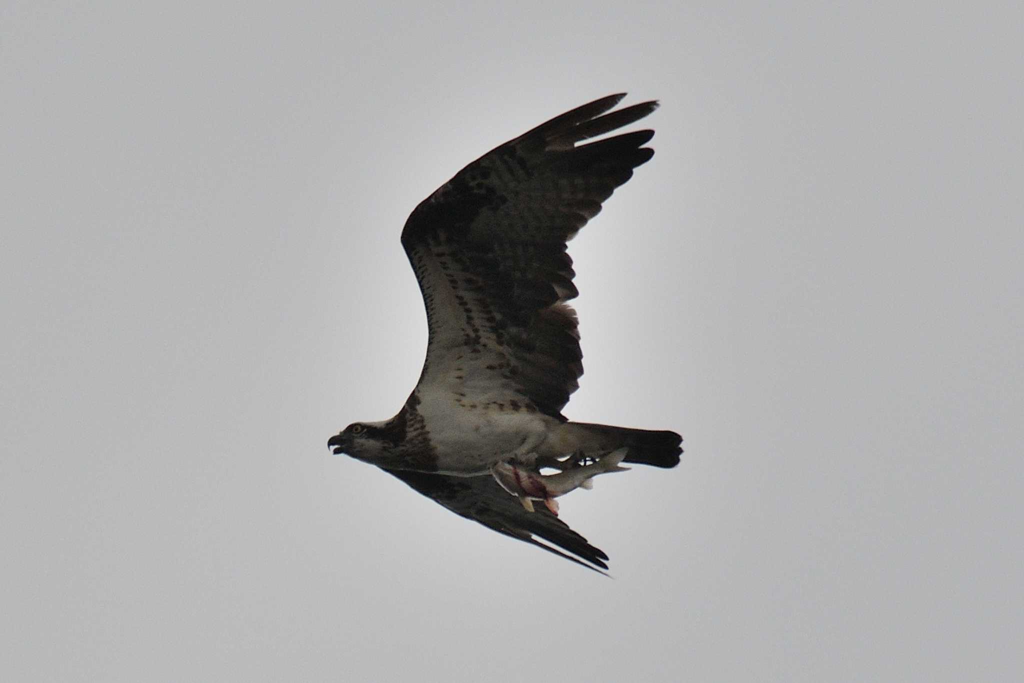 Photo of Osprey at 尾張旭市 by よつくん