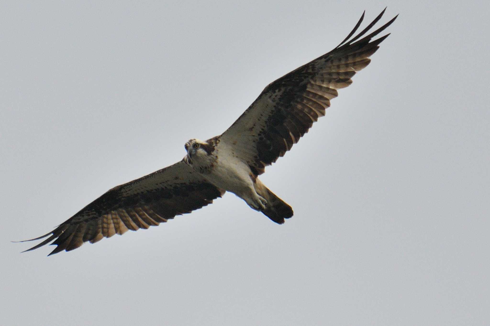 Photo of Osprey at 尾張旭市 by よつくん