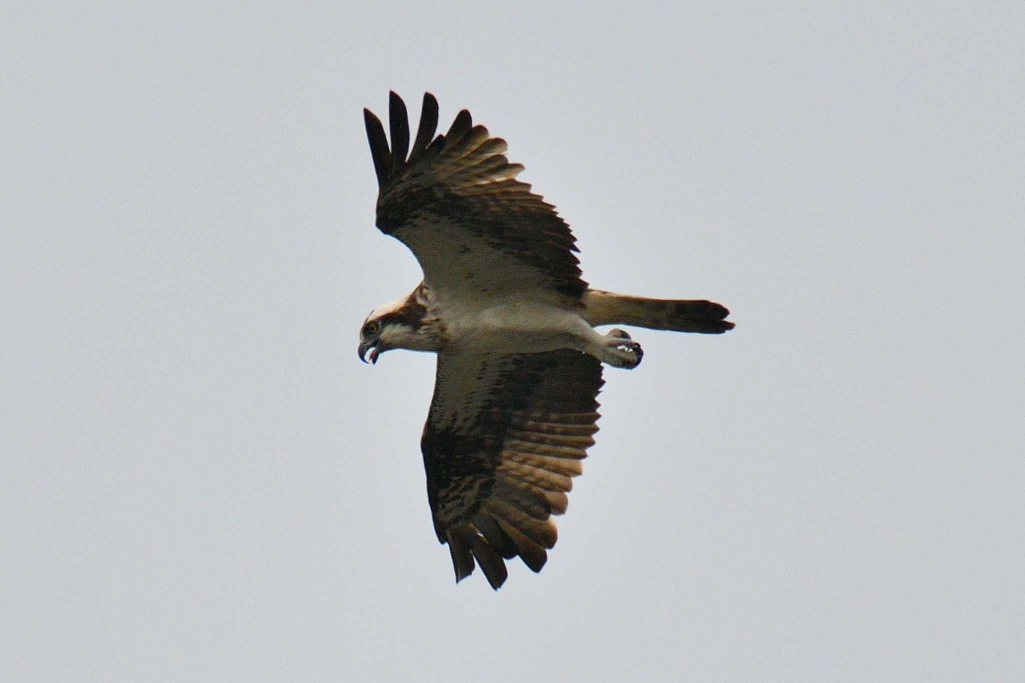 Photo of Osprey at 尾張旭市 by よつくん