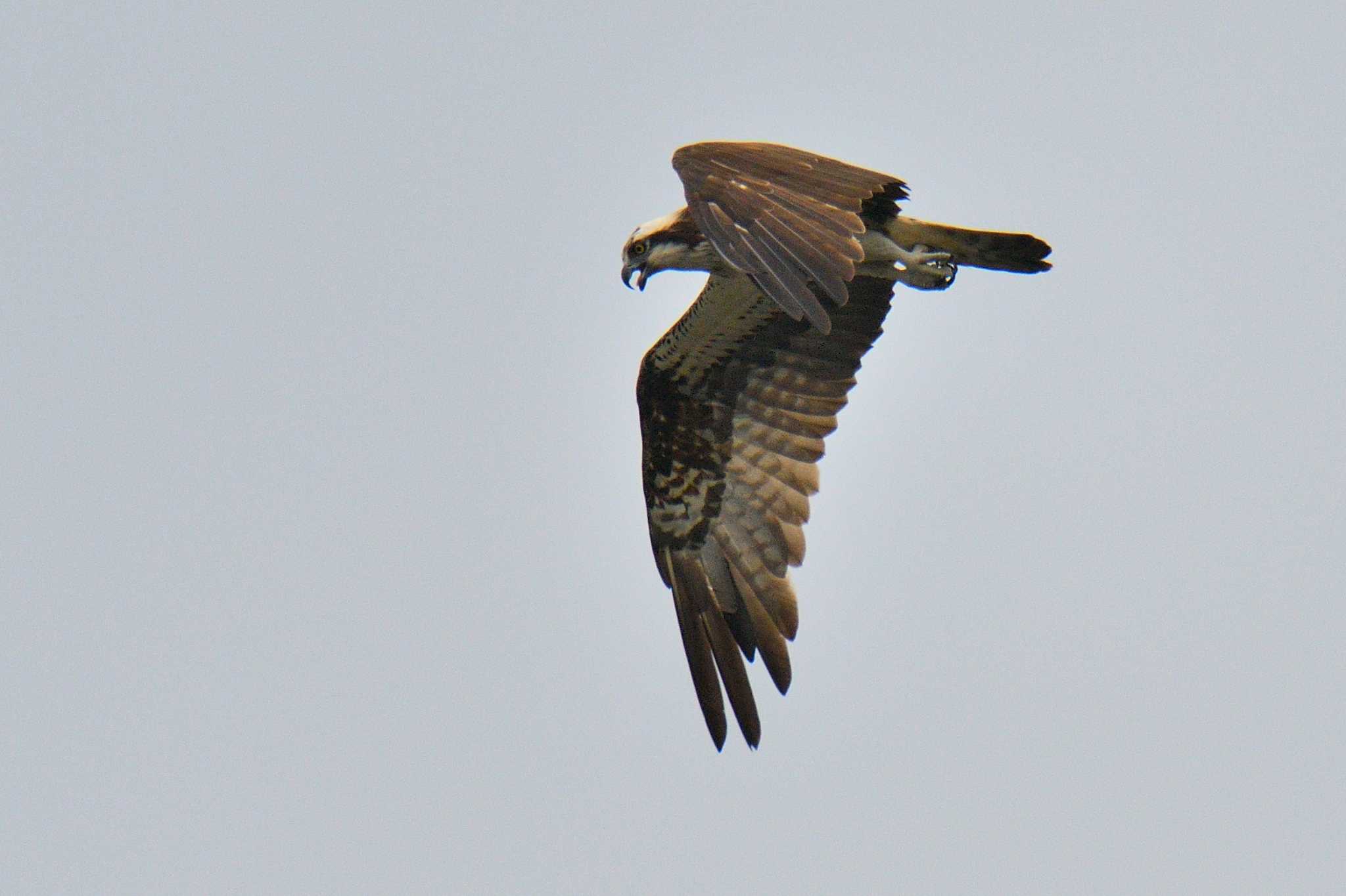 Osprey