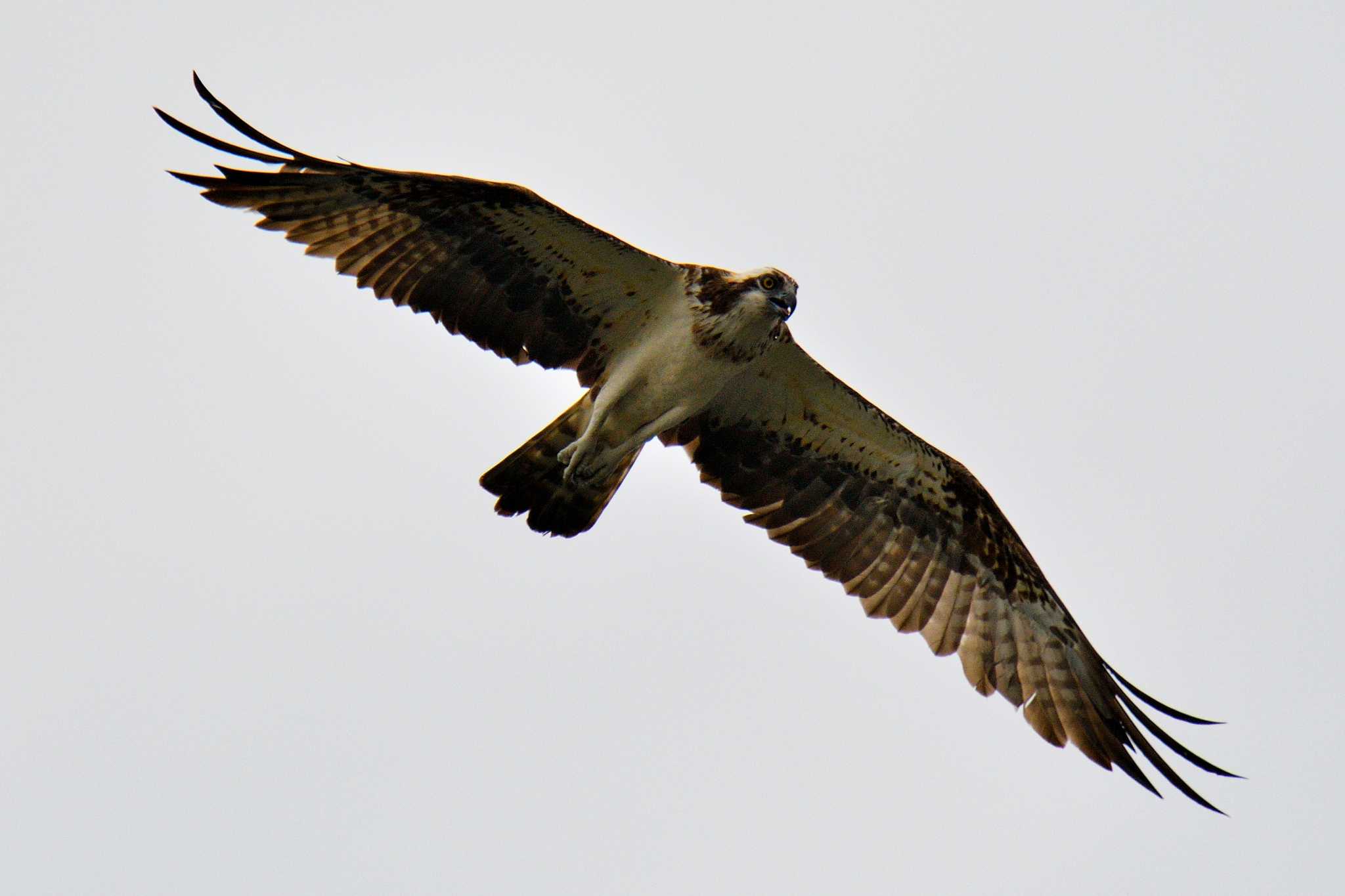 Osprey