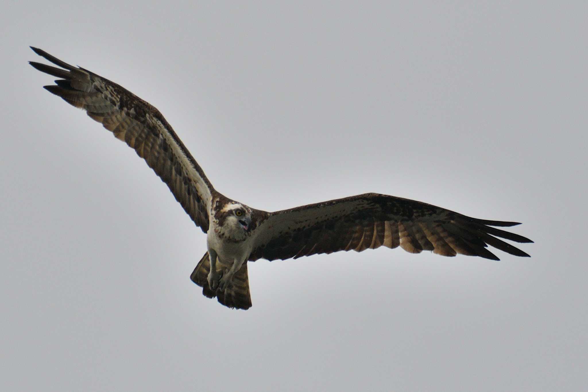 Osprey