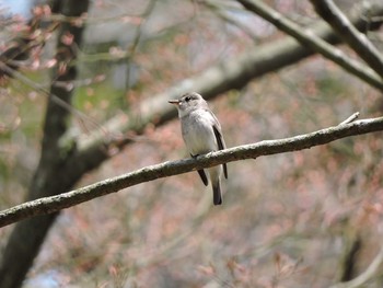 コサメビタキ 場所が不明 2017年4月12日(水)