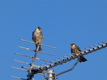 Eurasian Hobby 札幌市東区 Wed, 9/1/2021