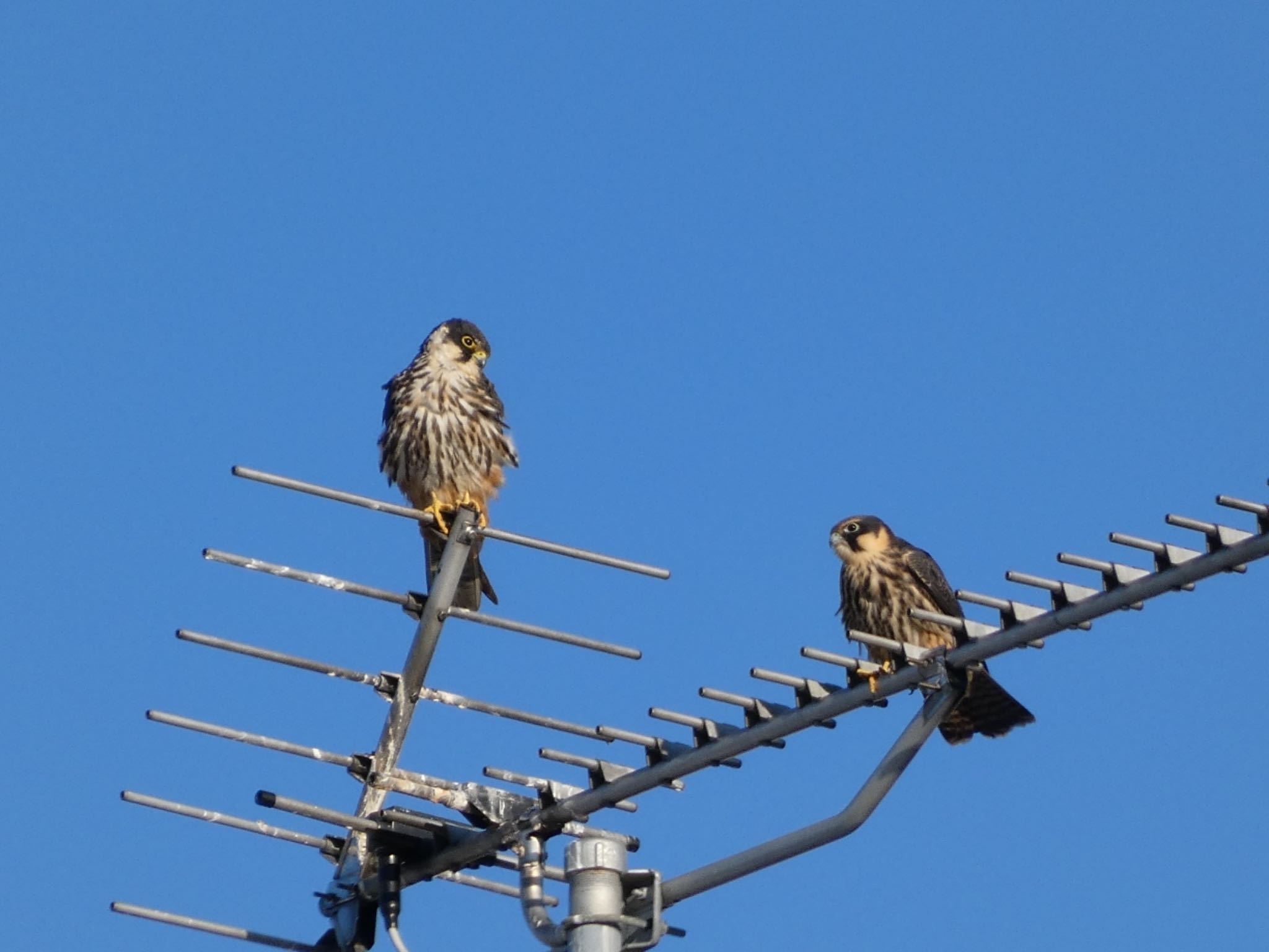 Photo of Eurasian Hobby at 札幌市東区 by Mariri1017