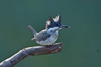 Crested Kingfisher 神奈川県 Thu, 4/13/2017