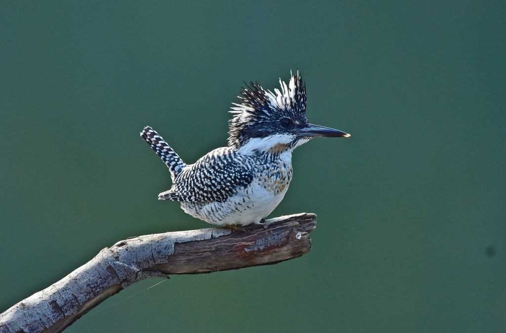 Photo of Crested Kingfisher at 神奈川県 by くまのみ