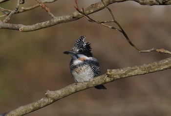 Crested Kingfisher 神奈川県 Thu, 4/13/2017