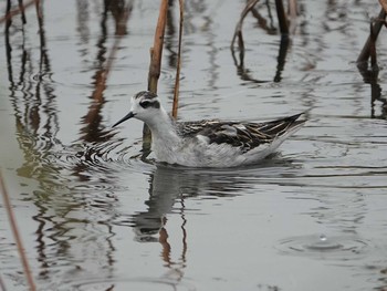 Red-necked Phalarope 埼玉県 Thu, 9/2/2021