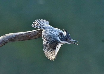 Crested Kingfisher 神奈川県 Thu, 4/13/2017