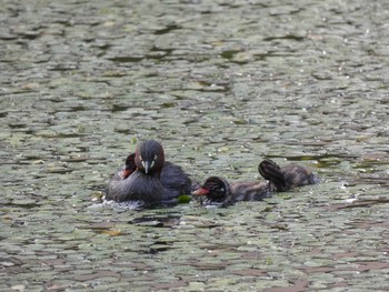 カイツブリ 泉の沼公園(江別市) 2021年6月11日(金)