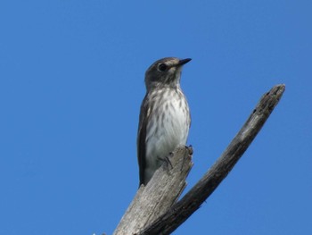 Grey-streaked Flycatcher Yoron Island Thu, 9/2/2021