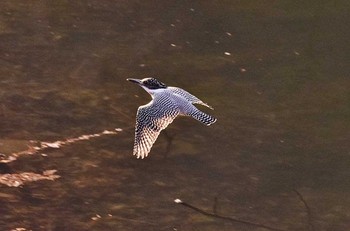 Crested Kingfisher 神奈川県 Thu, 4/13/2017