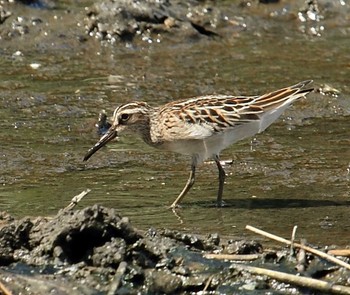 Broad-billed Sandpiper 東京都 Sat, 9/14/2019