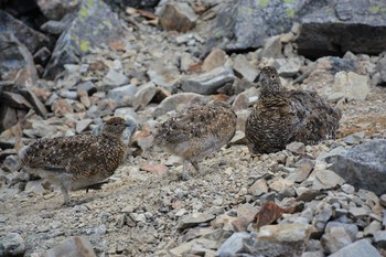 Rock Ptarmigan 北アルプス 蝶が岳 Sat, 8/28/2021