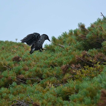 Spotted Nutcracker 北アルプス 蝶が岳 Sat, 8/28/2021