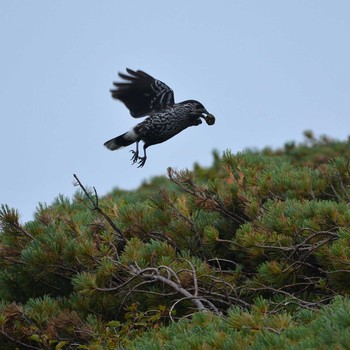 Spotted Nutcracker 北アルプス 蝶が岳 Sat, 8/28/2021