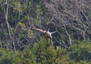 Mountain Hawk-Eagle 神奈川県 Thu, 4/13/2017