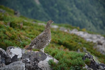 Rock Ptarmigan 北アルプス 蝶が岳 Sat, 8/28/2021