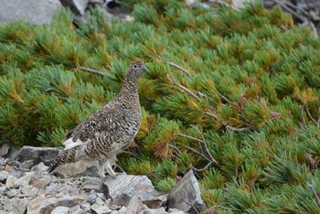 Rock Ptarmigan 北アルプス 蝶が岳 Sat, 8/28/2021