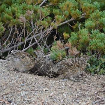 2021年8月28日(土) 北アルプス 蝶が岳の野鳥観察記録