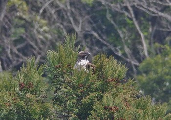 Mountain Hawk-Eagle 神奈川県 Thu, 4/13/2017