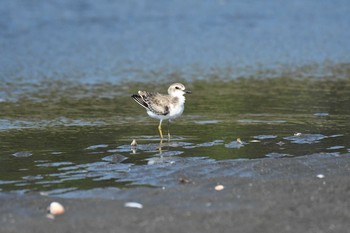 未同定 ふなばし三番瀬海浜公園 2021年8月30日(月)