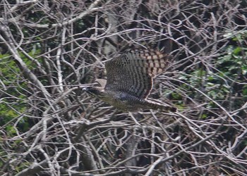 クマタカ 神奈川県 2017年4月13日(木)