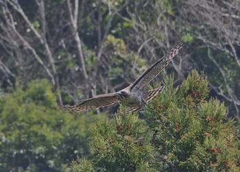 Mountain Hawk-Eagle 神奈川県 Thu, 4/13/2017