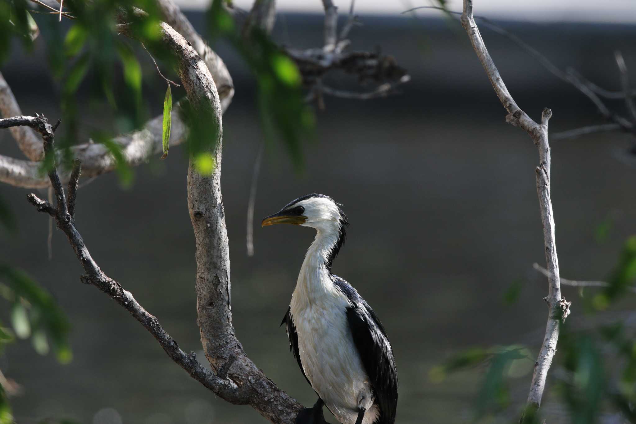 Photo of Little Pied Cormorant at Royal Botanic Gardens Sydney by Trio