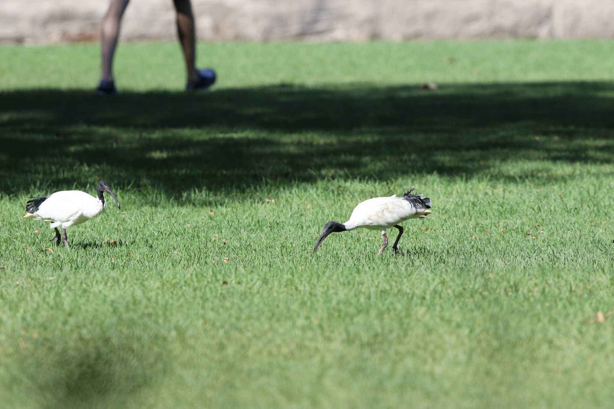 Photo of Australian White Ibis at Royal Botanic Gardens Sydney by Trio