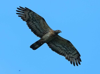 ハチクマ 愛知県 2021年7月17日(土)